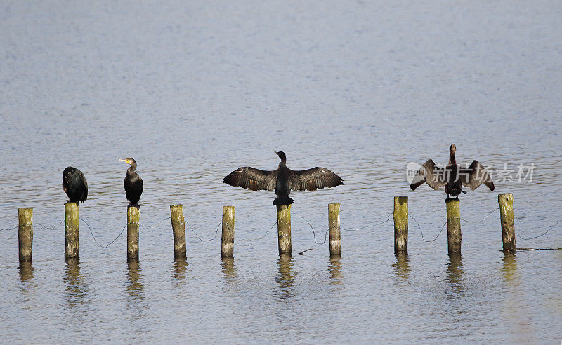 鸬鹚(Phalacrocorax carbo)干燥